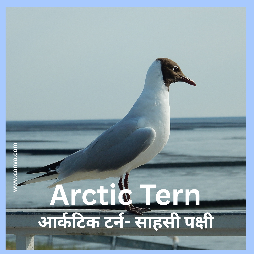 Arctic Tern Habitat