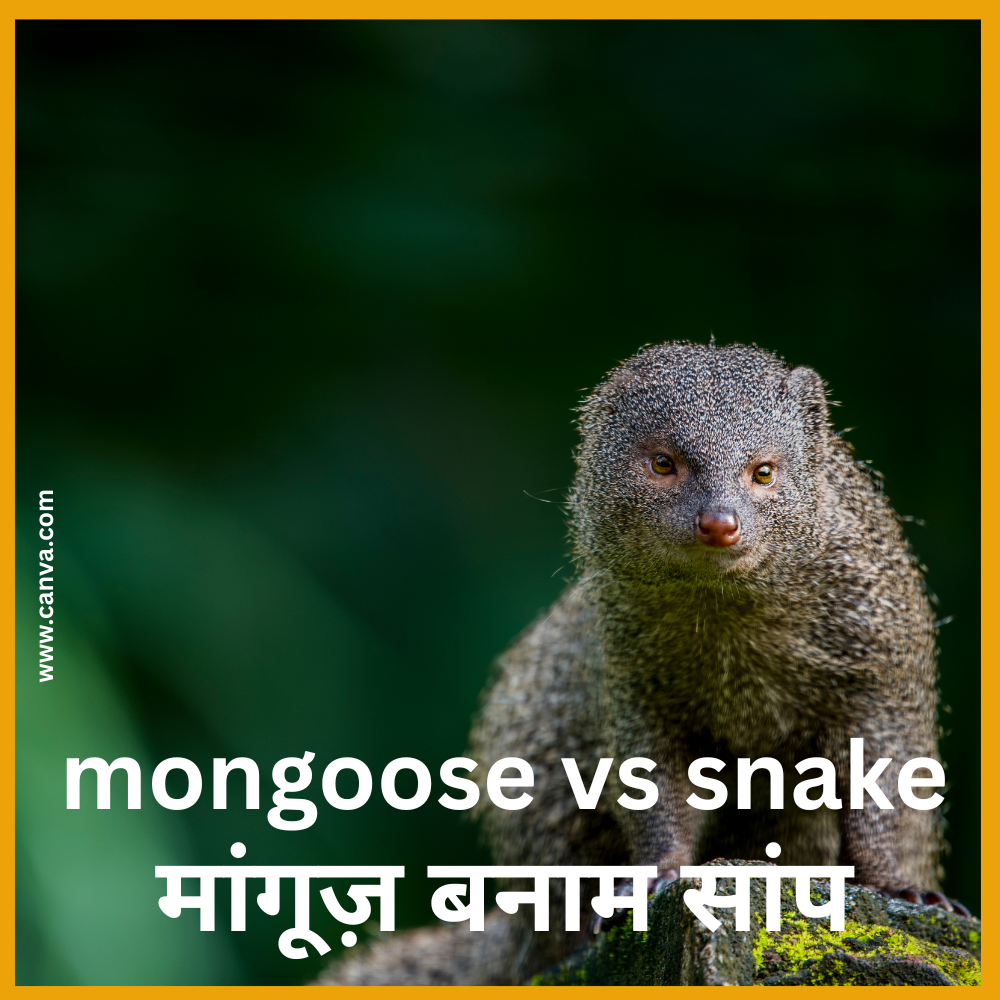 mongoose vs snake