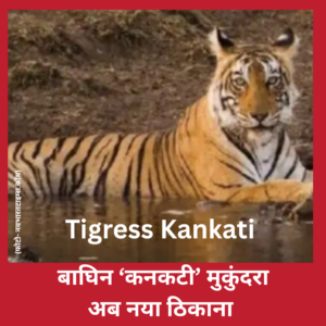 Tigress Kankati