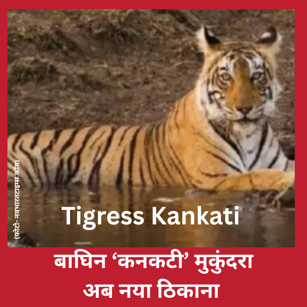Tigress Kankati