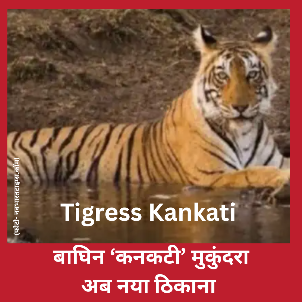 Tigress Kankati