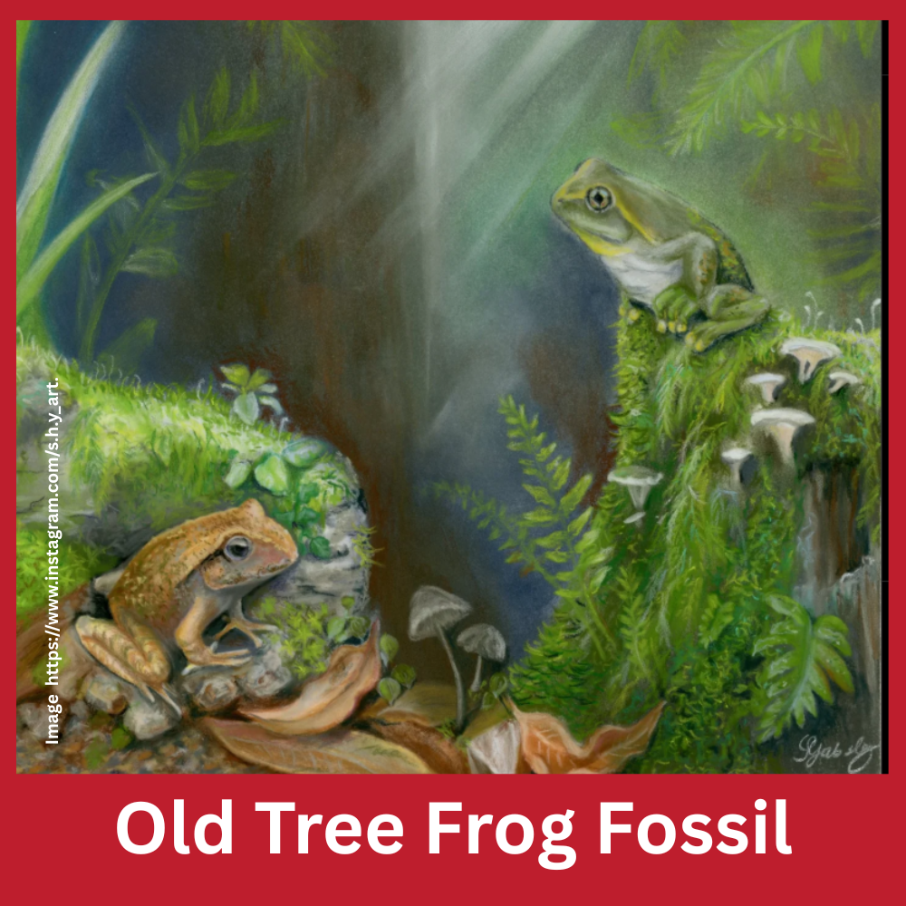 Old Tree Frog Fossil