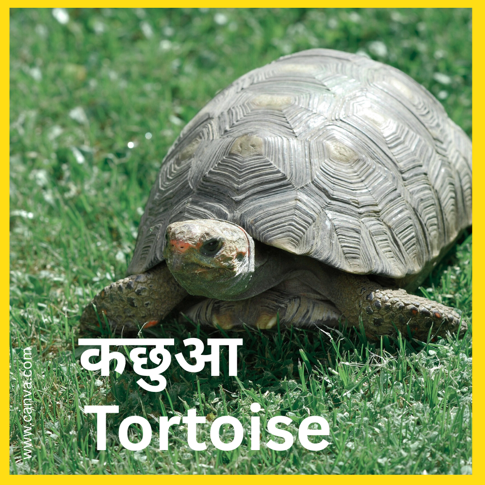 Tortoise कछुआ