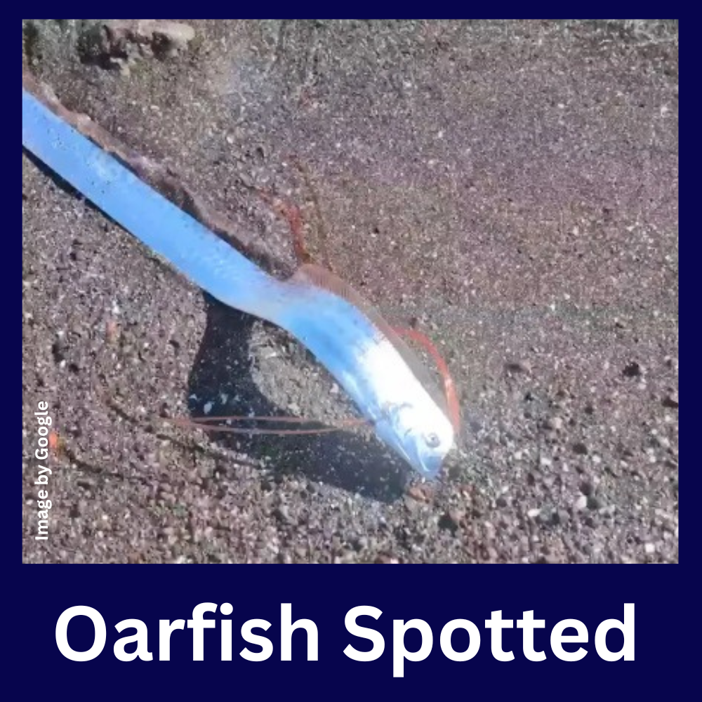 Oarfish Spotted