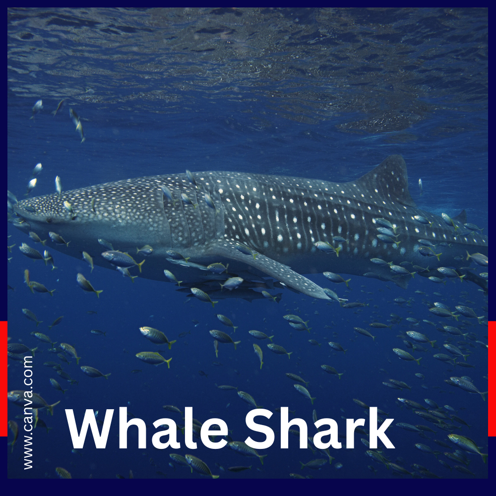 Whale Shark
