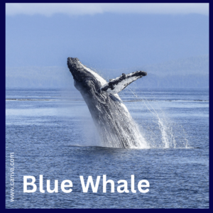Blue Whale