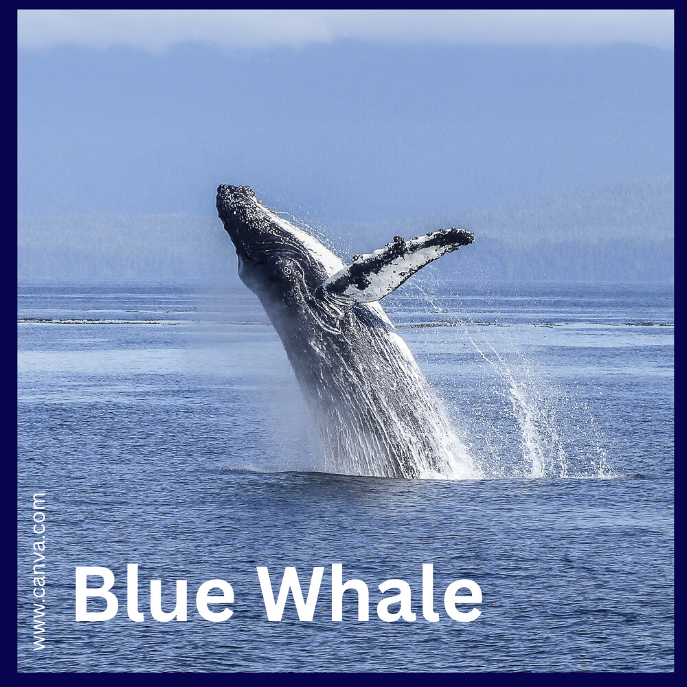 Blue Whale