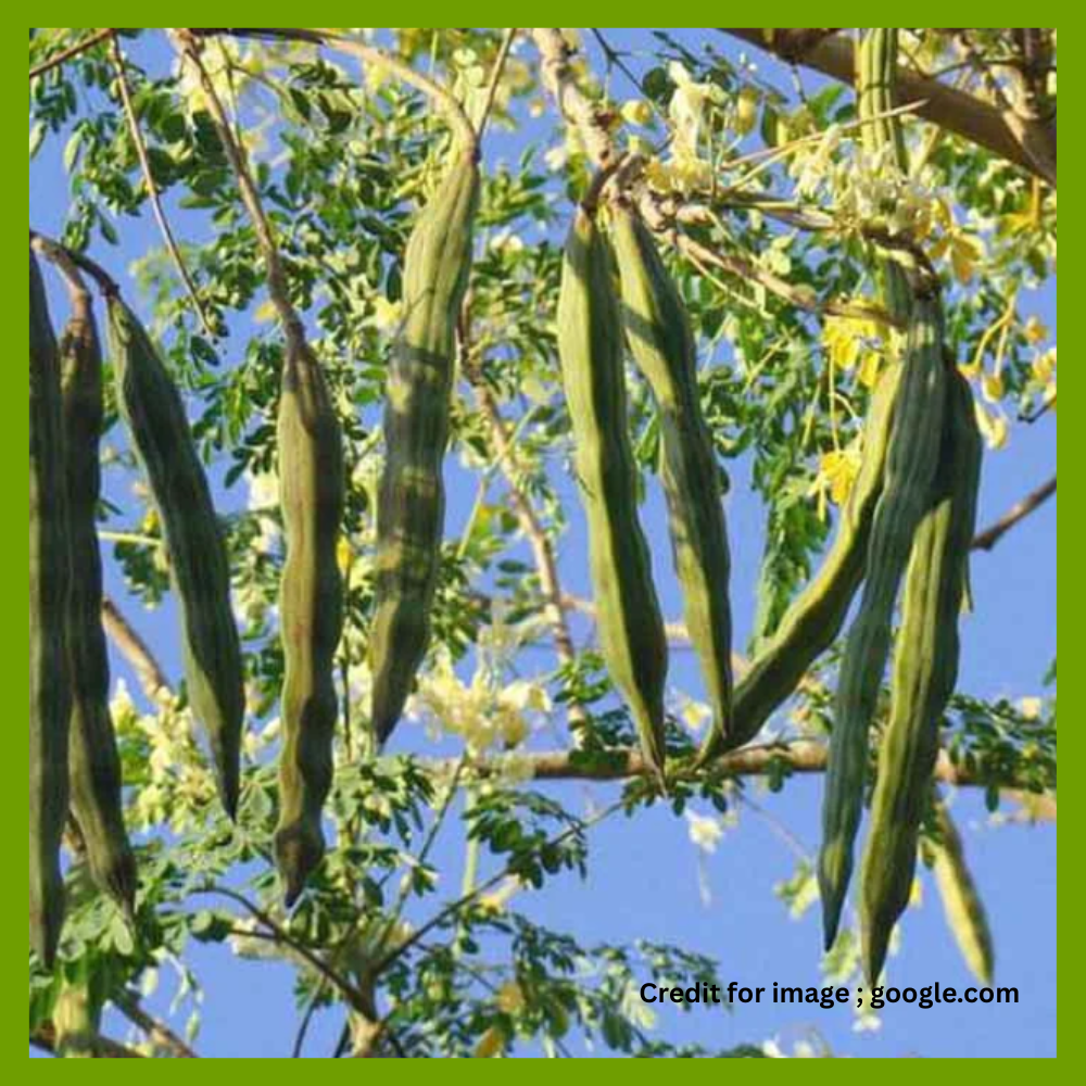 Nature Gift Moringa Health Benefits-Prakriti Darshan Nature and Environment Magazine