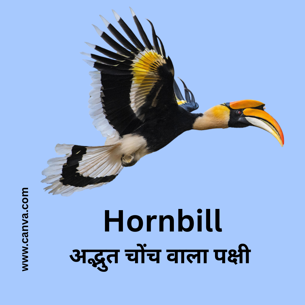 Hornbill, Bird Hornbill