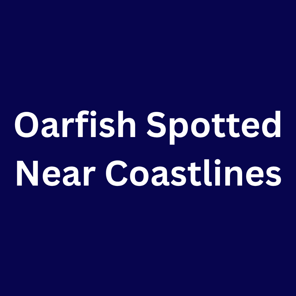 Oarfish Spotted Near Coastlines