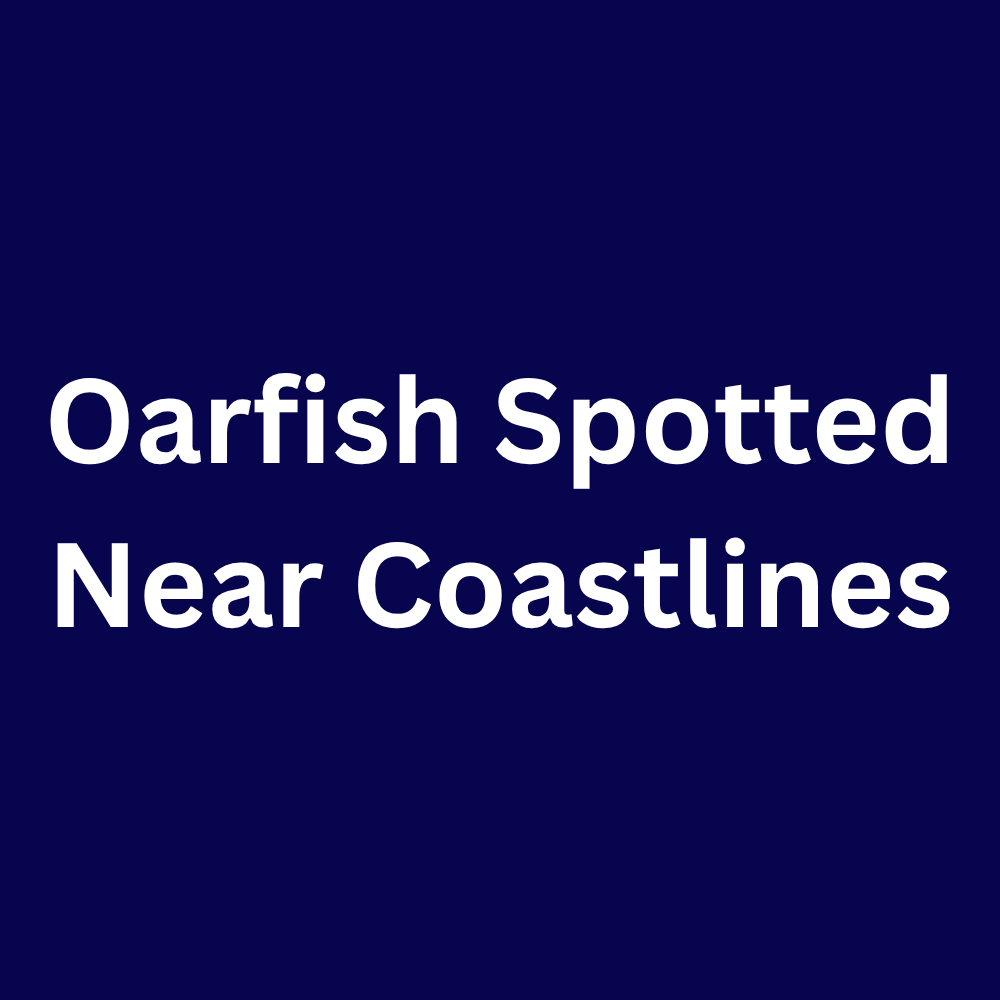 Oarfish Spotted Near Coastlines