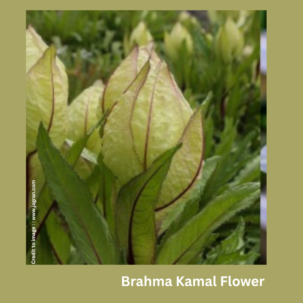 Brahma Kamal Flower- Prakriti Darshan- Nature and Environment Magazine