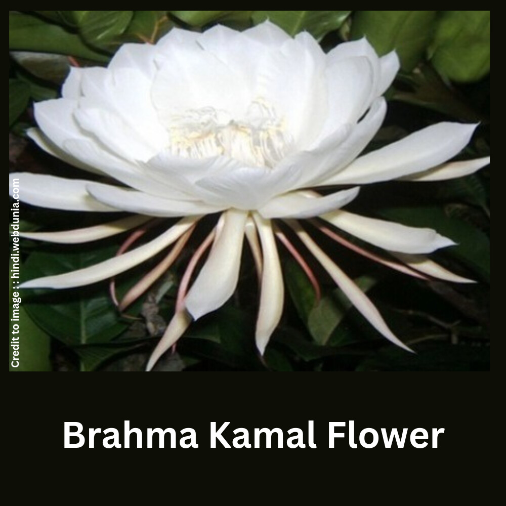 Brahma Kamal Flower- Prakriti Darshan- Nature and Environment Magazine