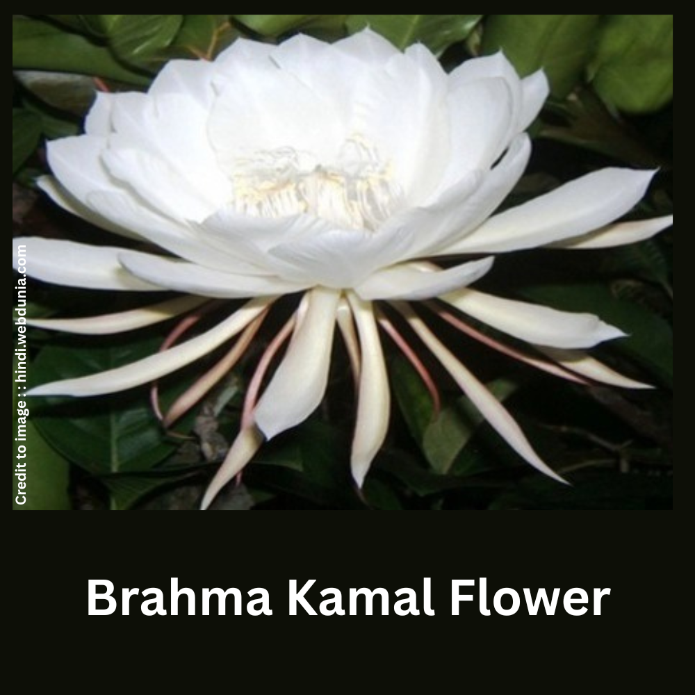 Brahma Kamal Flower- Prakriti Darshan- Nature and Environment Magazine