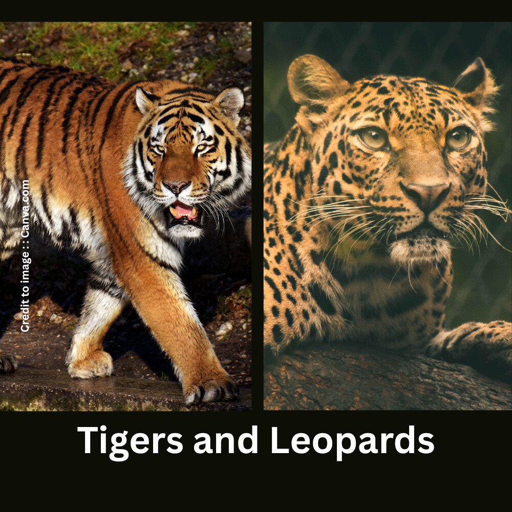 "Tigers and Leopard" - Prakriti Darshan- Nature and Environment Magazine