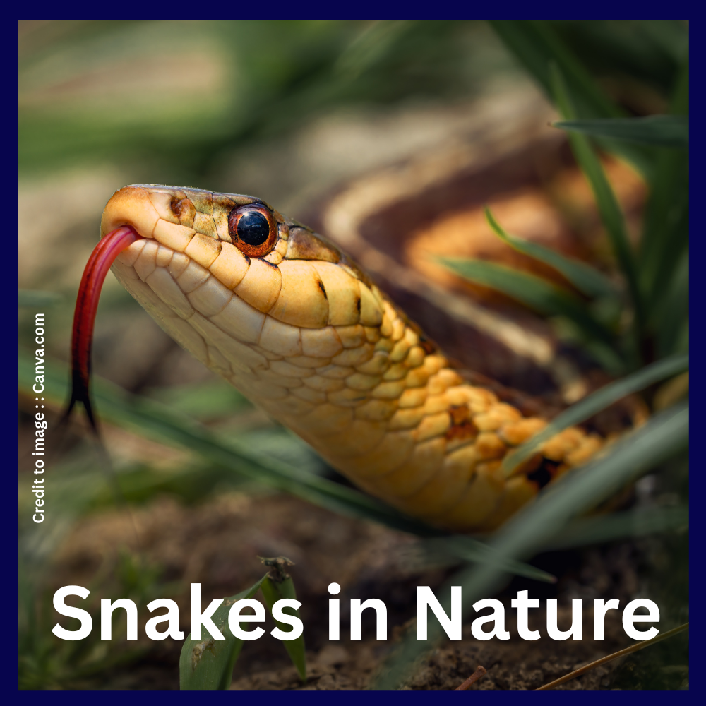 Snakes -Prakriti Darshan Nature and Environment Magazine