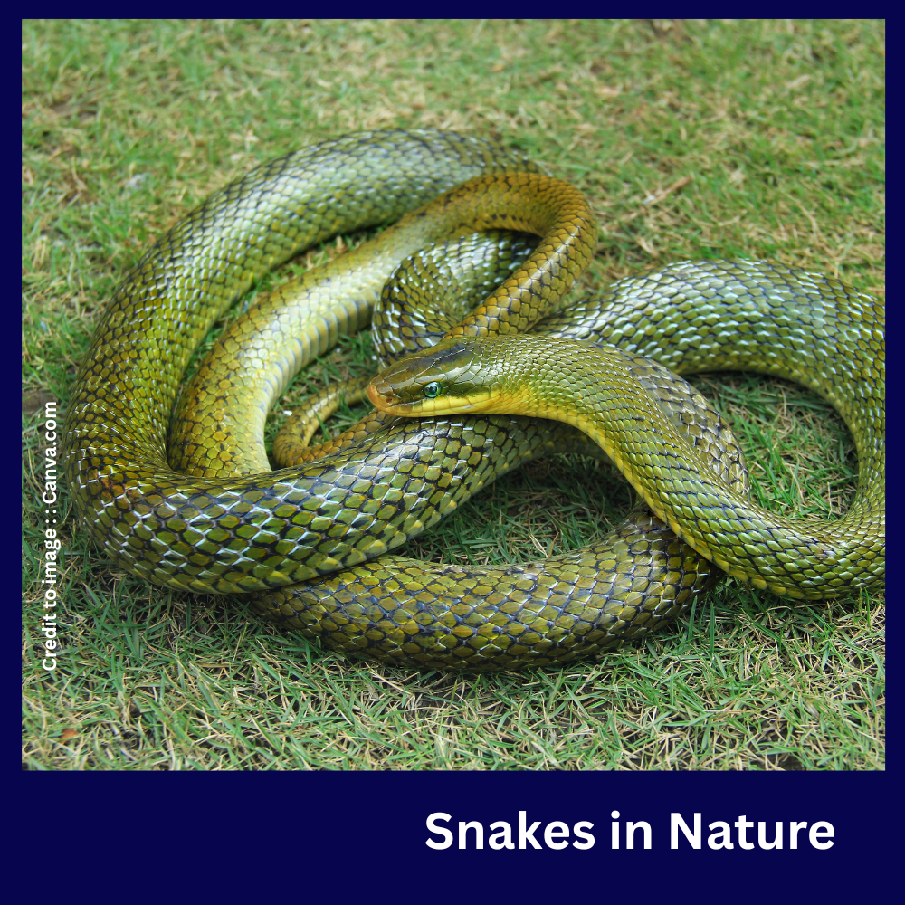 Snakes -Prakriti Darshan Nature and Environment Magazine