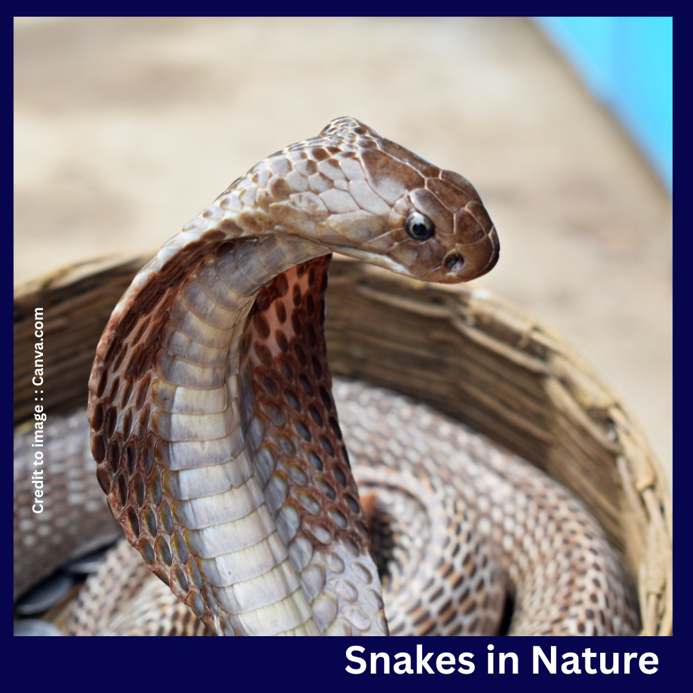 Snakes -Prakriti Darshan Nature and Environment Magazine