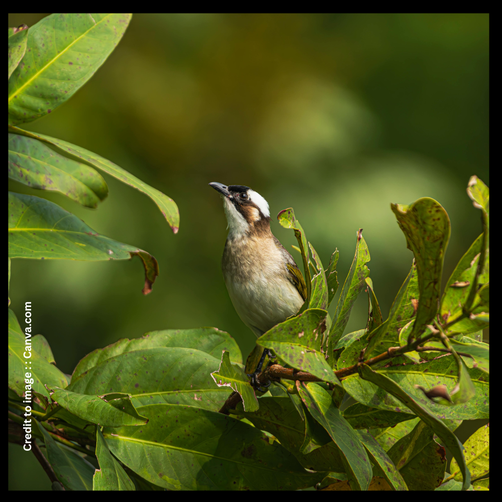 Pycnonotidae or Bulbul Birds- Prakriti Darshan- Nature and Environment Magazine 