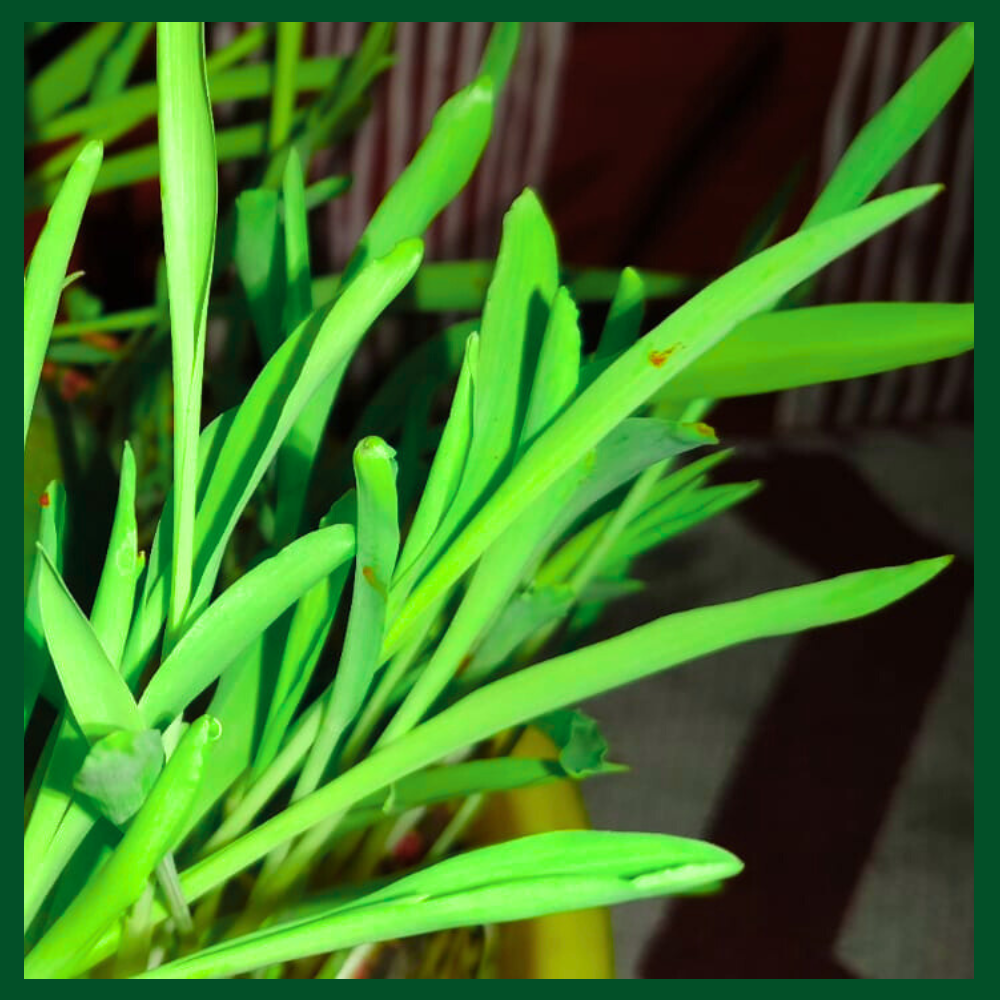 Harela Festival Theme 2025- Prakriti Darshan- Nature and Environment Magazine
