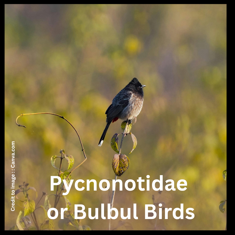 Pycnonotidae or Bulbul Birds- Prakriti Darshan- Nature and Environment Magazine
