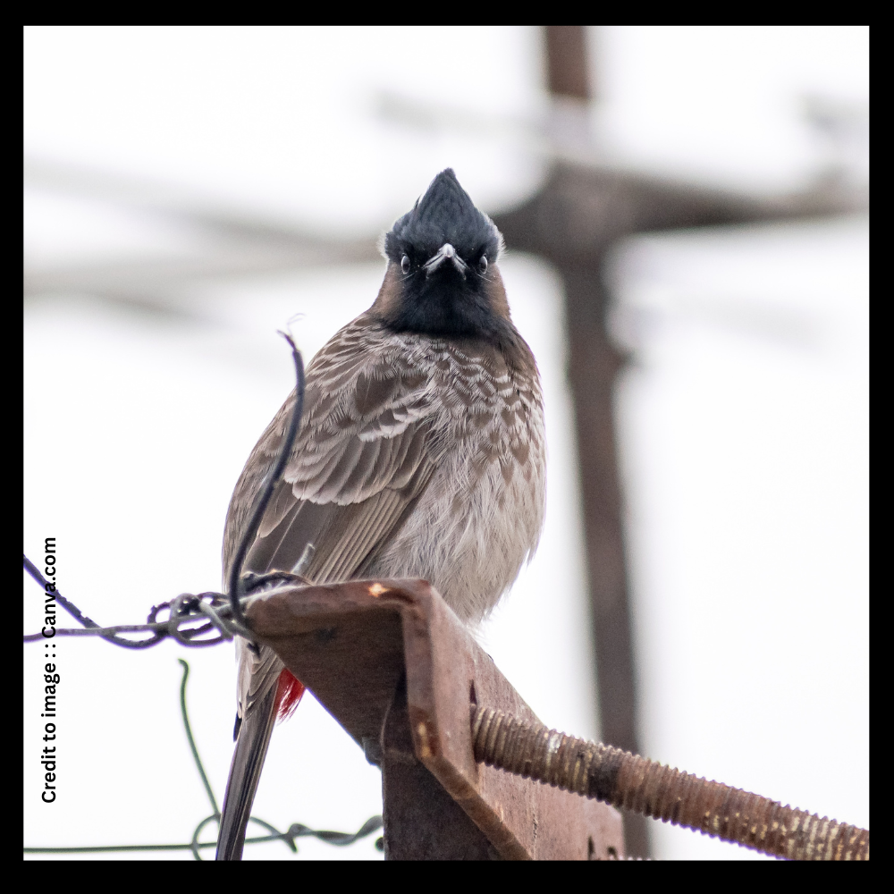 Pycnonotidae or Bulbul Birds- Prakriti Darshan- Nature and Environment Magazine 