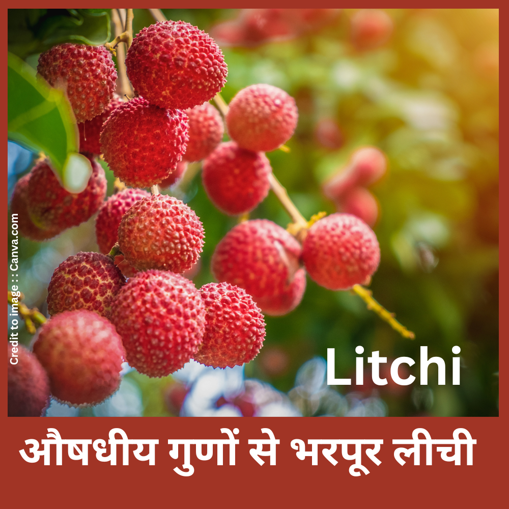 Litchi- Prakriti Darshan- Nature and Environment Magazine