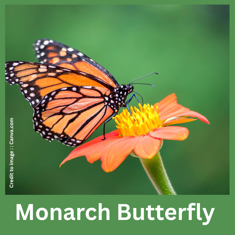 Monarch Butterfly- Prakriti Darshan- Nature and Environment Magazine