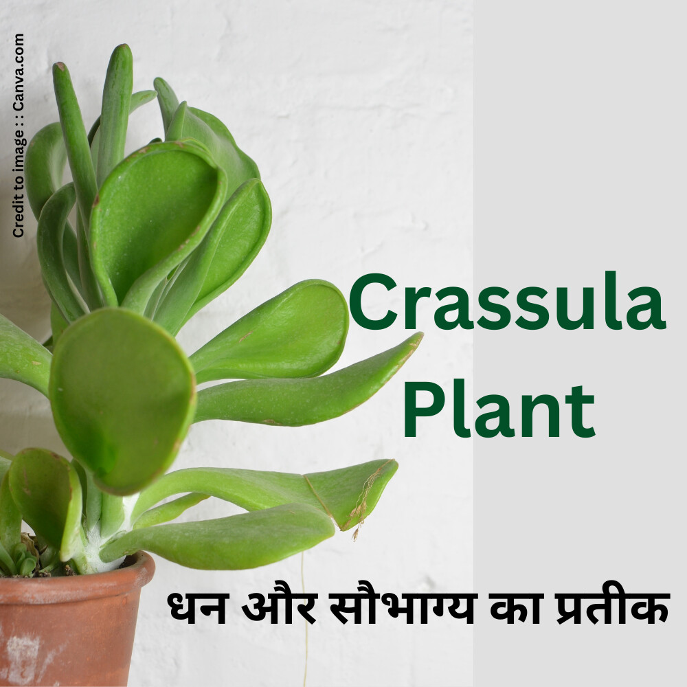 Crassula Plant- Prakriti Darshan Nature and Environment Magazine