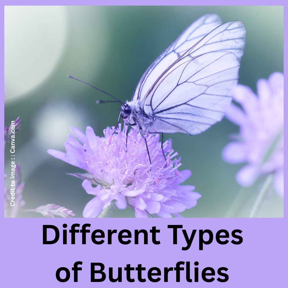 Different Types of Butterflies- Prakriti Darshan- Nature and Environment Magazine