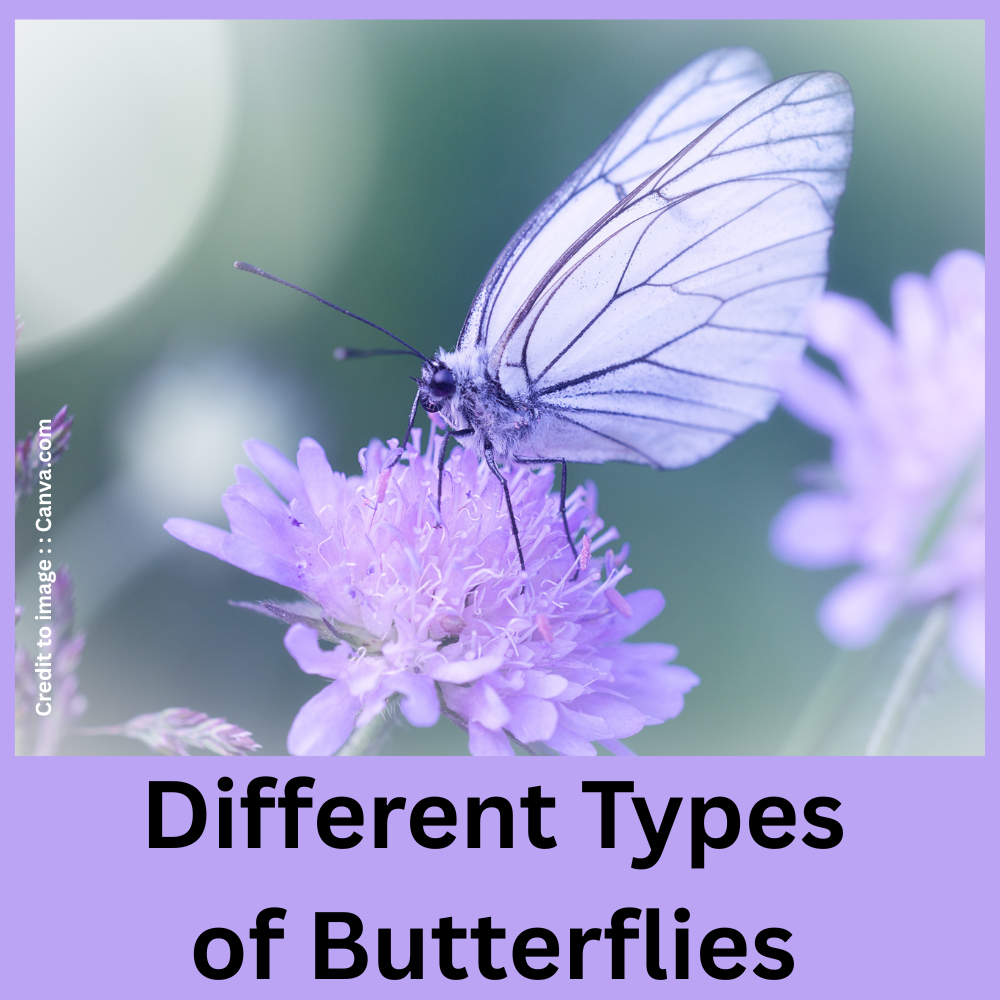 Different Types of Butterflies- Prakriti Darshan- Nature and Environment Magazine