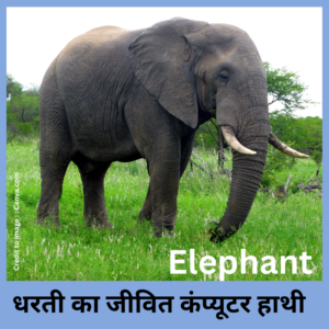 Elephant- Prakrit Darshan- Nature and Environment Magazine