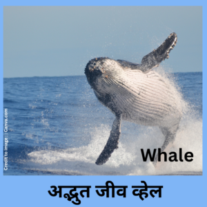 Whale- Prakrit Darshan- Nature and Environment Magazine