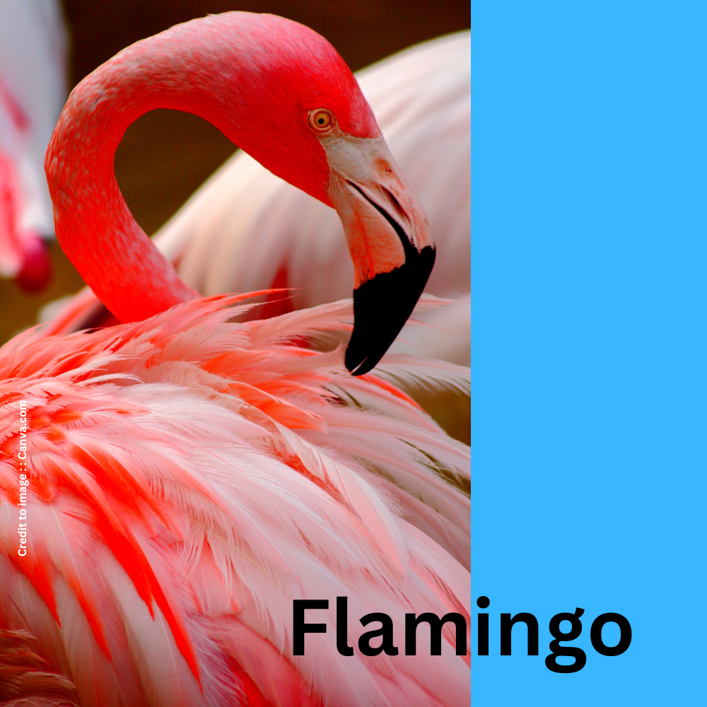 Flamingo -Prakriti Darshan Nature and Environment Magazine