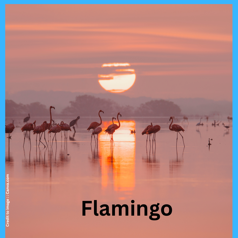 Flamingo -Prakriti Darshan Nature and Environment Magazine