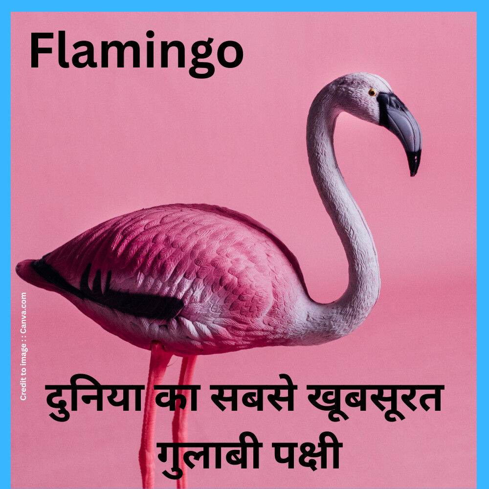 Flamingo -Prakriti Darshan Nature and Environment Magazine