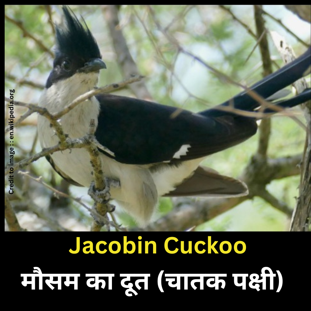 Jacobin Cuckoo -Prakriti Darshan Nature and Environment Magazine