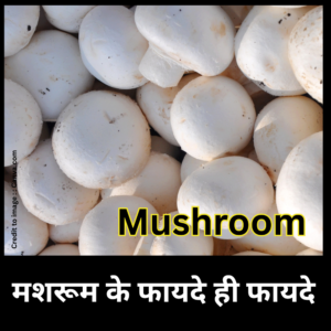 Mushroom- Prakriti Darshan- Nature and Environment Magazine