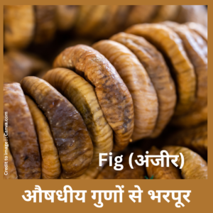Fig- Prakrit Darshan- Nature and Environment Magazine