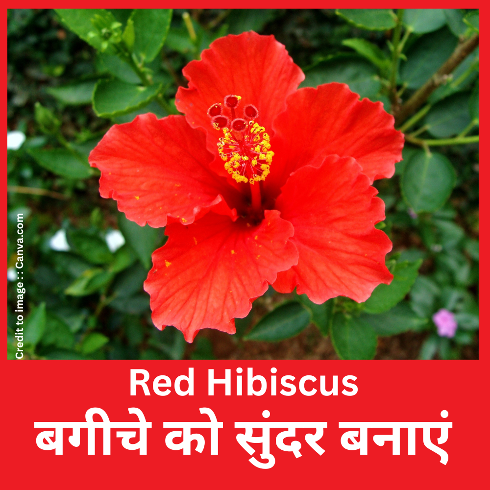 Red Hibiscus - Prakriti Darshan Nature and Environment Magazine