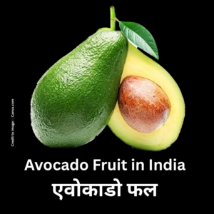 Avocado Fruit- Butter Fruit- Prakriti Darshan Nature and Environment Magazine