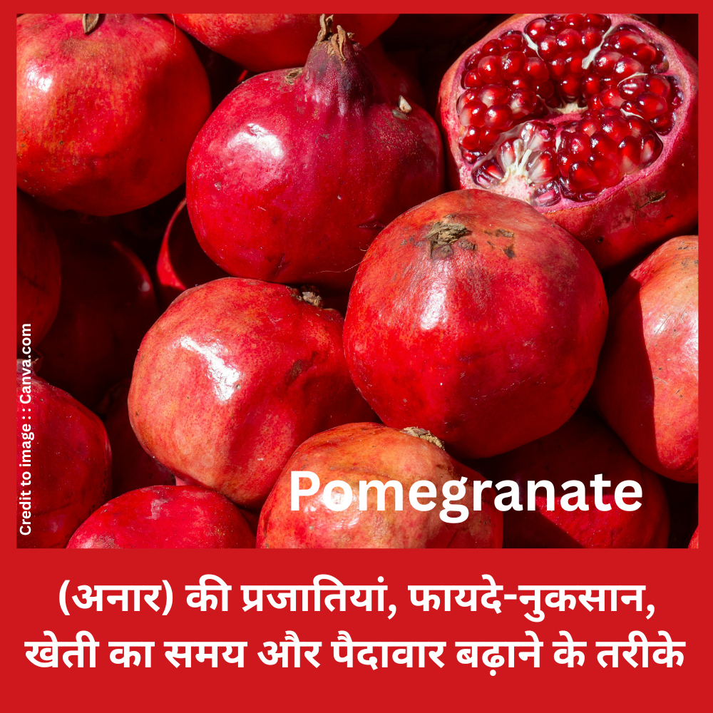 Pomegranate -Prakriti Darshan Nature and Environment Magazine