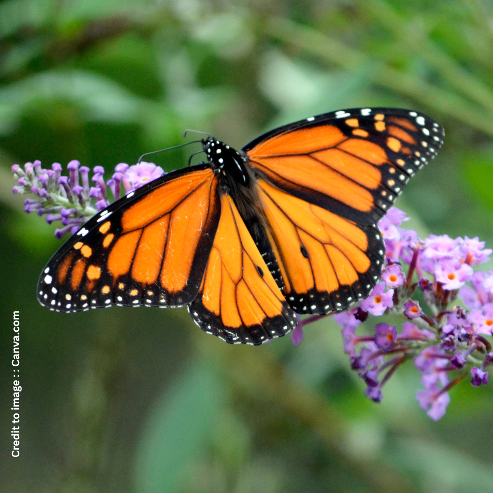 Monarch Butterfly- Prakriti Darshan- Nature and Environment Magazine