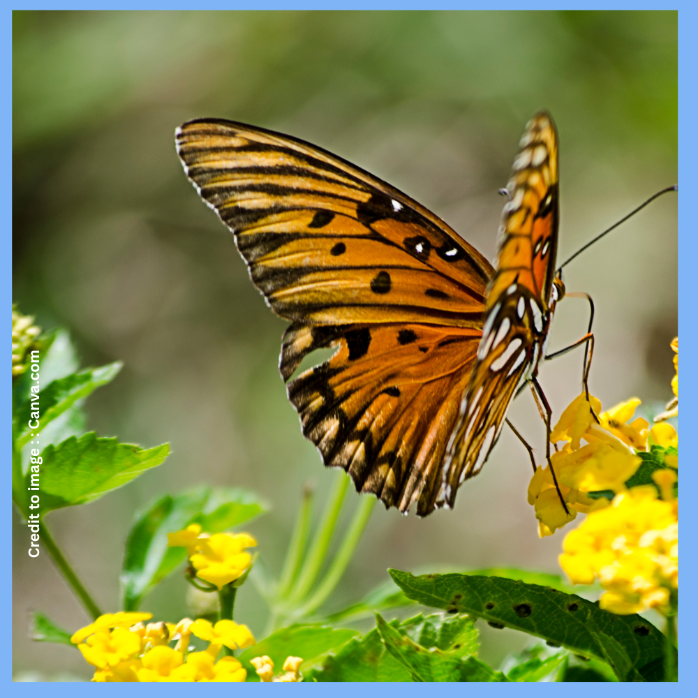 Different Types of Butterflies- Prakriti Darshan- Nature and Environment Magazine 