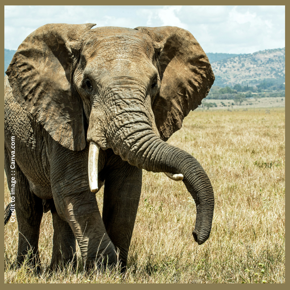 African Elephant - Prakriti Darshan- Nature and Environment Magazine 
