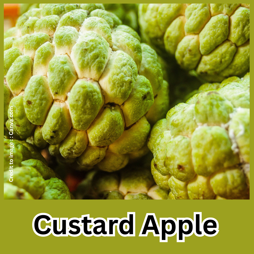 Custard Apple- Prakriti Darshan Nature and Environment Magazine