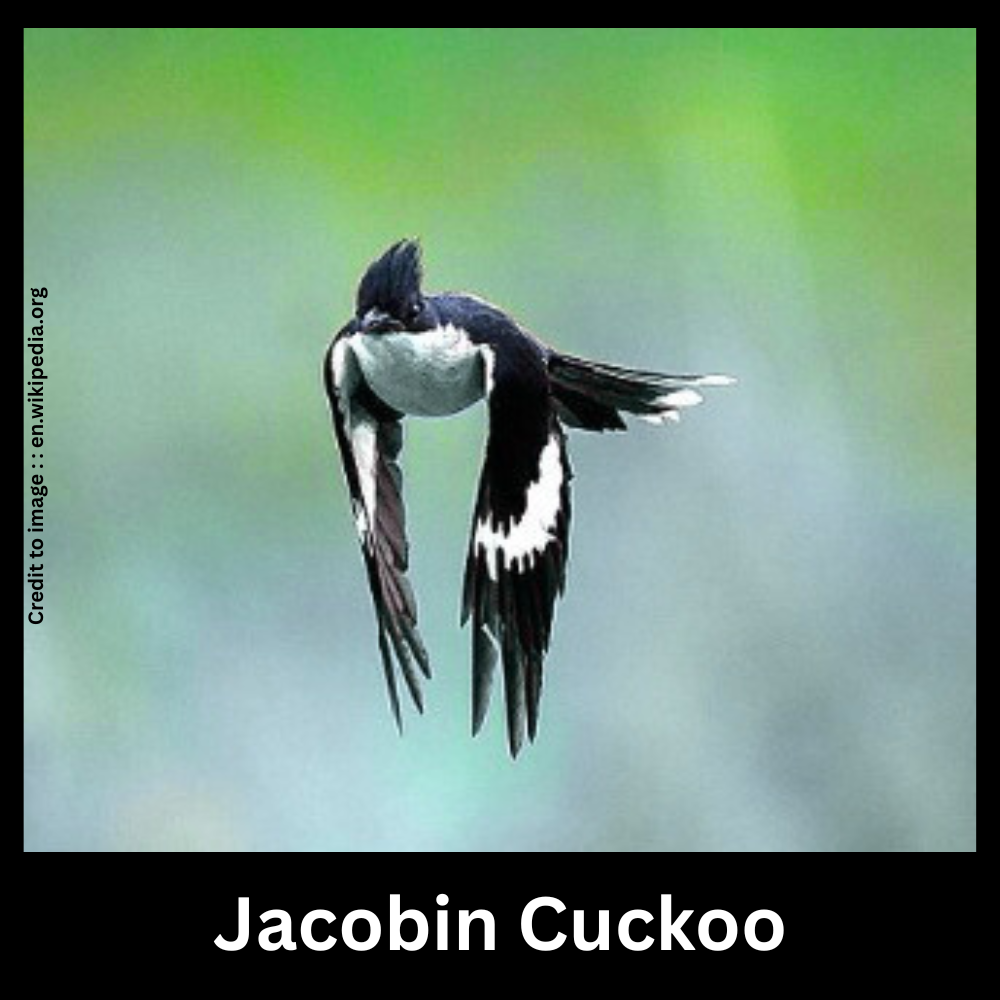 Jacobin Cuckoo -Prakriti Darshan Nature and Environment Magazine