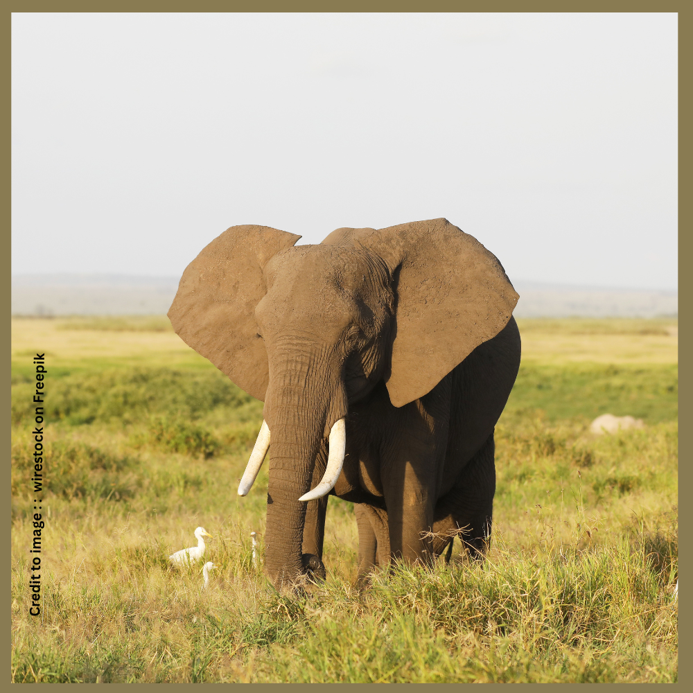 African Elephant - Prakriti Darshan- Nature and Environment Magazine 