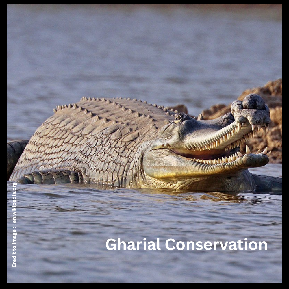 Gharial Conservation- Prakriti Darshan- Nature and Environment Magazine