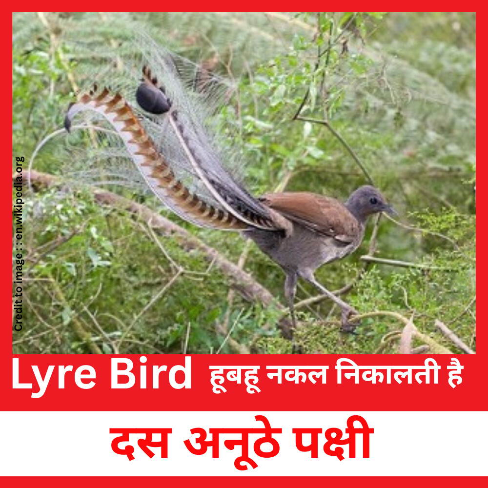 Lyre Bird- Prakriti Darshan Nature and Environment Magazine